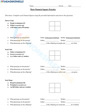 Punnett Square Worksheet for Genetic Traits