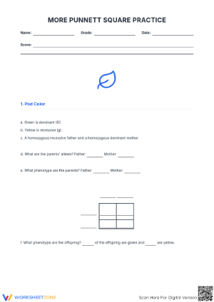 Punnett Square Worksheet for Genetic Traits