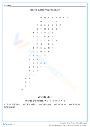Nerve Cells Word Search: Structure and Function