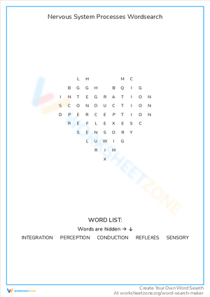 Nervous System Processes Word Search: Key Functions