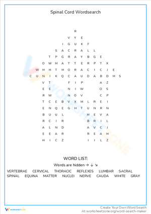 Spinal Cord Word Search: Anatomy and Functions
