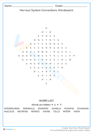 Nervous System Connections Word Search: Key Terms