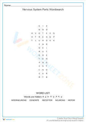 Nervous System Parts Word Search: Learn Anatomy