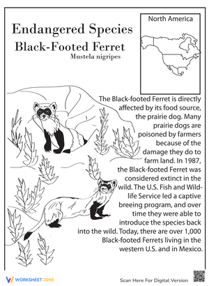 Learn About the Black-Footed Ferret