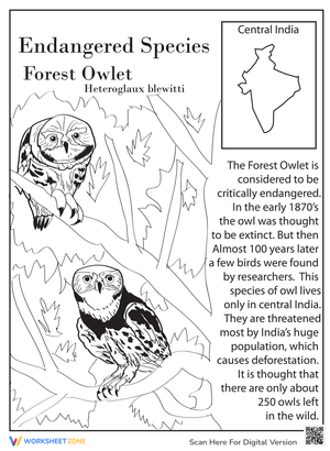 Discover the Forest Owlet