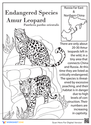 Learn About the Amur Leopard