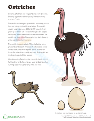 Facts About Ostriches: Informative Worksheet