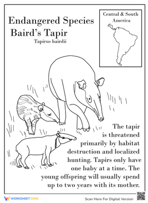 Baird's Tapir: Animal Facts and Learning Worksheet