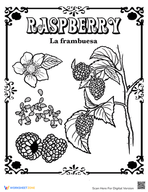 Raspberry in Spanish