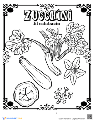 Zucchini in Spanish