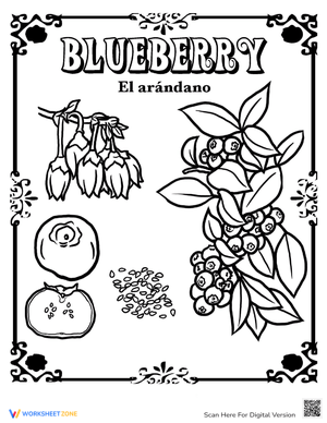 Blueberry in Spanish