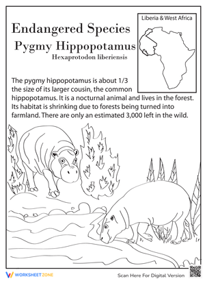 All About Pygmy Hippo