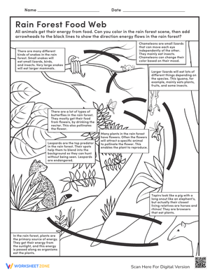 Rainforest Food Web Worksheet