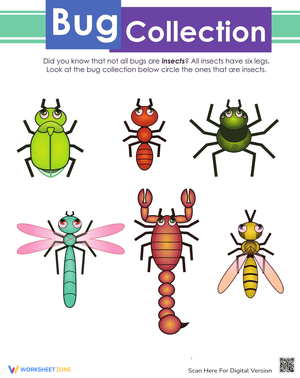 Bug Collection Worksheet