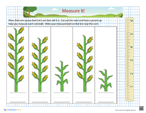 Measuring Height of Cornstalks Worksheet