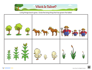Comparing Heights: Learning Tallest