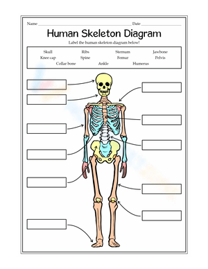 Explore the Human Skeleton Diagram!