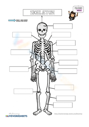 Explore Skeleton Bones Anatomy