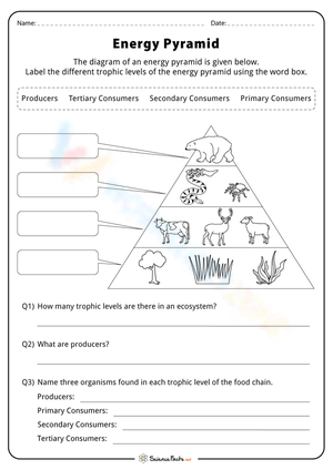 Understanding the Energy Pyramid