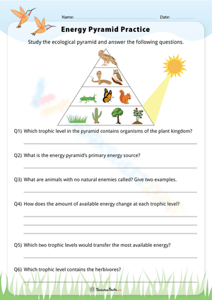 Grade 7 Energy Pyramid Worksheets 2024