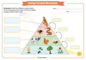 Ecological Energy Pyramid Worksheet