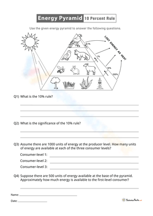 Free Printable Energy Pyramid Worksheets for Students