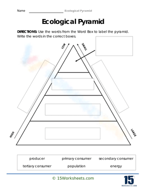 Creating Ecological Pyramids