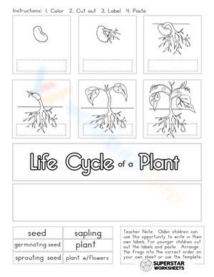 Plant Cycle Cut and Paste