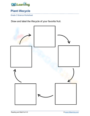 Draw Plant Lifecycle Worksheet