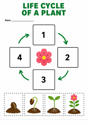 Essential Plant Life Cycle Worksheet | Grade 1-3