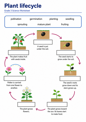 Grade 3 Plant Life Cycle — Printable No-Prep Worksheet