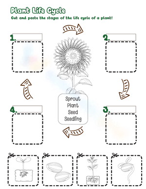 Life Cycle of a Plant Cut and Paste Worksheet
