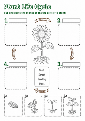 Grade 1 Plant Life Cycle — Printable No-Prep Worksheet
