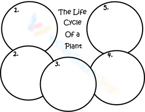 The Life Cycle of a Plant Worksheet