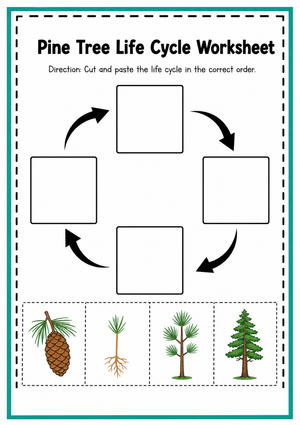 Printable Pine Tree Life Cycle Worksheet | Grade 1 Science