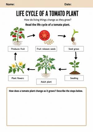Grade 3 Tomato Plant Life Cycle: Printable Worksheet