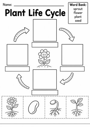 Plant Life Cycle Worksheet | Essential Grade 1-3 Science