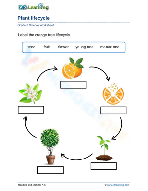 Orange Tree Life Cycle Worksheet
