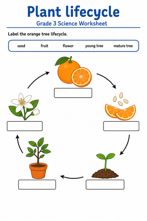 Grade 3 Orange Tree Life Cycle — Printable No-Prep Worksheet