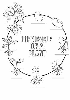 Plant Life Cycle Coloring Worksheet | Essential Grade 3-4