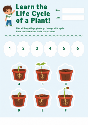 Plant Life Cycle Worksheet | Grade 1 Printable