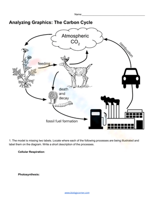 Analyzing Graphics: The Carbon Cycle Worksheet