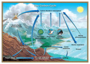 Informative Carbon Cycle Poster Worksheet