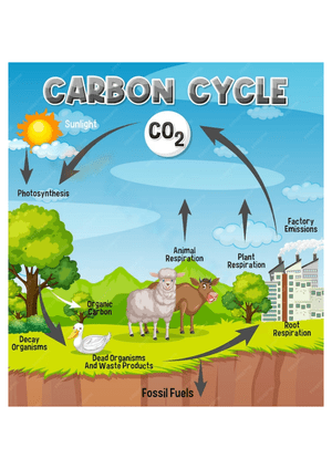 Detailed Carbon Cycle Poster Worksheet