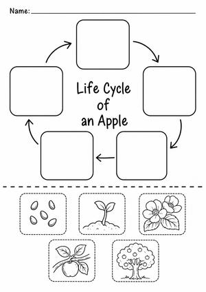 Apple Life Cycle Worksheet | Grade K-2 Essential