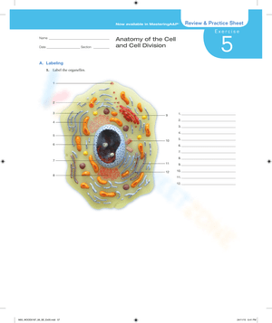 Exploring Cell Anatomy Comprehensive Worksheet