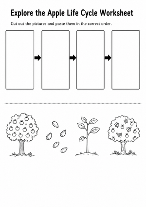 Explore the Apple Life Cycle Worksheet