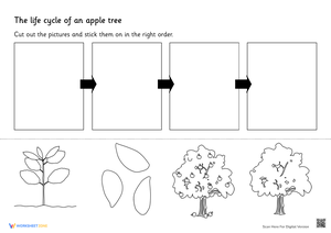 Explore the Apple Life Cycle Worksheet