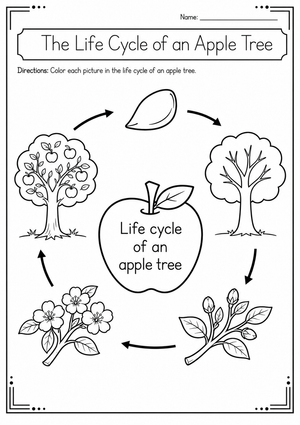 Apple Tree Life Cycle Printable Worksheet | Grade K-2