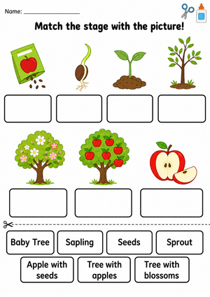 Grade 1 Apple Life Cycle — Printable No-Prep Worksheet